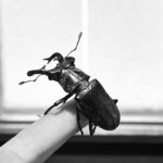 クワガタ